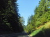 시애틀에서 서쪽으로 달려 101번으로 가는 길. Evergreen State라 불리는 워싱톤 주답게 어디를 가든 녹음이 우거지다.