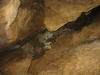 (그림 18)의 설명 계속,
				<br>White-nose syndrome(WNS)은 박쥐에서 박쥐로 퍼져 나가는데, 
				이 곰팡이균의 포자는 사람의 옷이나 신발 또는 장비들에 의해 동굴에서 동굴로  전파되기도 한다. 이 증상은 미국의 뉴욕지역에서 처음 발견되었는데, 
				곧이어 유럽에서도 발견되었을 뿐만 아니라 서부지역으로 급속히 전파되고 있다.