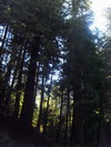 Del Norte Cst Redwoods State Park. 