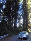 Del Norte Cst Redwoods State Park.