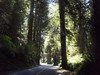 Prairie Creek Redwoods State Park.
				<br><br>Dawn Redwood, giant sequoia, and coast redwood의 세가지 종류가 그것인데, 우리 가족 구성원과도 아주 흡사한 그런 것이다. 이들은 같은 조상에서 난 종들인데, 비슷한 특징들을 수없이 가지면서도
				또다른 자신만의 독특한 Identity를 가지고 있다.