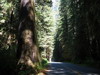 Prairie Creek Redwoods State Park.
				<br><br>우선 Dawn redwood는 지난 수백만년 동안 멸종되었다고 알려졌는데, 1944년 중국의 시찬-후베이(Sichuan-Hubei)지역에서 한 삼림감독관에 의해 재발견되었다.
				중국에서 발견된 이 dawn redwood는 그 크기가 적고 낙엽수라는 점에서 캘리포니아의 Redwood와는 쉽게 구분되는 특징을 가지고 있다.
				<br>분포지역:Central china, 높이:최고 140피트(43미터), 지름:최대 6피트(2미터).