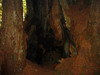 Prairie Creek Redwoods State Park.
				<br><br>세계에서 가장 키가 큰 나무인 이 Coast rewood의 밑둥은 마치 녹슨 쇠가 흘러내린 듯한 모습의 커다란 구멍이다. 밤이면 이곳에서 마귀가 살 듯하다.