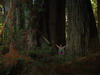 캘리포니아의 또 다른 국립공원인 '세코이아(Sequoia) 국립공원'의 나무들이 이 redwood의 마지막 세번째 종이다.
				가장 빨리 자라고 가장 오래 사는 이들은 높이가 최고 311피트(95미터), 지름이 최대 40피트(12미터)에 달하며 3천년 이상을 산다.
				<br><br>오경석이 서있는 지금 이 나무는 도데체 몇 년을 살아왔을까? 