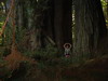 이곳에서 지름이 가장 큰 나무가 7미터인테, 세코이아의 Redwood는 지름이 이보다 더 크기에 나무 밑둥을 파서 자동차가 다닐 수 있게 만든 나무도 있다. 
				그리고 이곳 북부캘리포니아의 해안에 사는 Redwood는 가장 키가 커서 하늘을 찌를 듯 하다. 