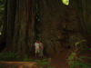 가장 지름이 큰 redwood 나무아래에 선 유병진과 오경석.
