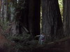 가장 지름이 큰 redwood 나무아래에 선 유병진.