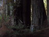 가장 지름이 큰 redwood 나무아래에 선 오경석. 나무둘레를 재어볼 수 있을까요?