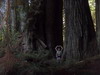 가장 지름이 큰 redwood 나무아래에 선 오경석. 나무둘레를 재는 일은 포기하고 그냥 사랑해요.