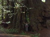 가장 지름이 큰 redwood 나무아래에 선 오경석.