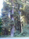 Prairie Creek Redwoods State Park.