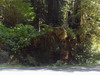밑둥만 남은 거대한 Redwood에서 어린 가지들이 올라오고 있다. 이런 모습들은 이번 여행에서 적지않게 보여졌다. 
				자연생태계의 순환을 인간이 간섭하지 않는 모습이다.