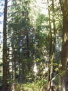 어린 Redwood 나무의 숲.