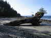 112 East of Neah bay... a large dead trunk on the beach, with another tree growing on on top of it, you had to be there to appreciate this. 