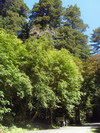 Prairie Creek Redwoods State Park.