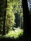 Prairie Creek Redwoods State Park.