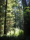 Prairie Creek Redwoods State Park.