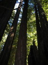 Prairie Creek Redwoods State Park.