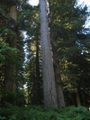 Prairie Creek Redwoods State Park.