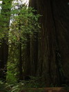 Prairie Creek Redwoods State Park.