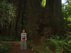 Prairie Creek Redwoods State Park에서.