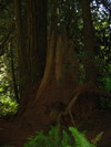 Prairie Creek Redwoods State Park.