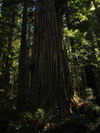 Prairie Creek Redwoods State Park.