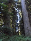 Prairie Creek Redwoods State Park.