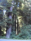 Prairie Creek Redwoods State Park.