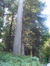 Prairie Creek Redwoods State Park.