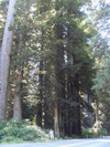 Prairie Creek Redwoods State Park.