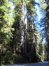 Prairie Creek Redwoods State Park.