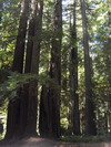 Prairie Creek Redwoods State Park.