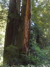 Prairie Creek Redwoods State Park