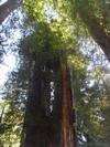 Prairie Creek Redwoods State Park.