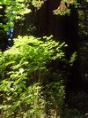 Prairie Creek Redwoods State Park.