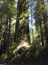 Prairie Creek Redwoods State Park.