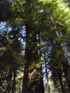 Prairie Creek Redwoods State Park.