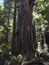 Prairie Creek Redwoods State Park.