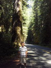 Prairie Creek Redwoods State Park.