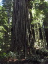 Prairie Creek Redwoods State Park