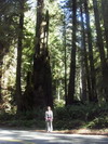 Prairie Creek Redwoods State Park.