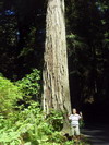 Prairie Creek Redwoods State Park.