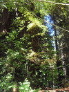 Prairie Creek Redwoods State Park.