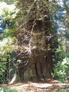 Prairie Creek Redwoods State Park.